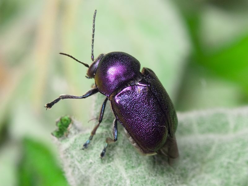 Cryptocephalus (Cryptocephalus) sericeus (Linnaeus, 1758)